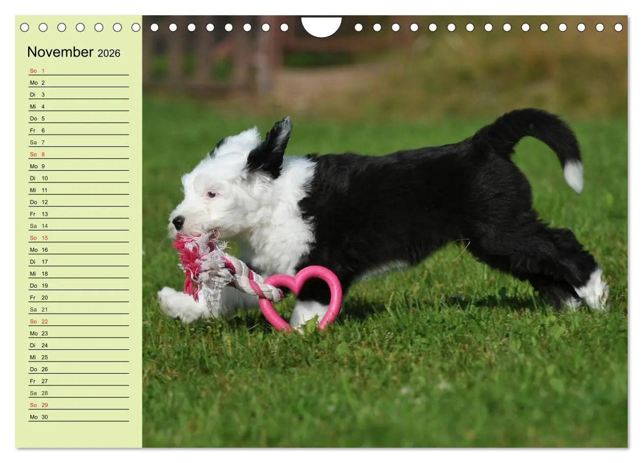 Bild: 9783516008425 | Traumhund Bobtail (Wandkalender 2026 DIN A4 quer), CALVENDO...