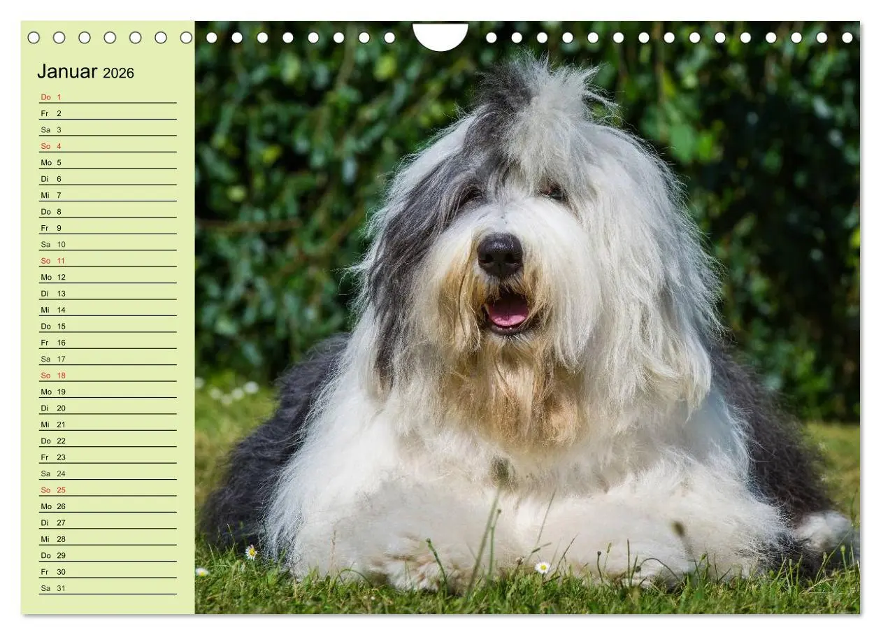 Bild: 9783516008425 | Traumhund Bobtail (Wandkalender 2026 DIN A4 quer), CALVENDO...