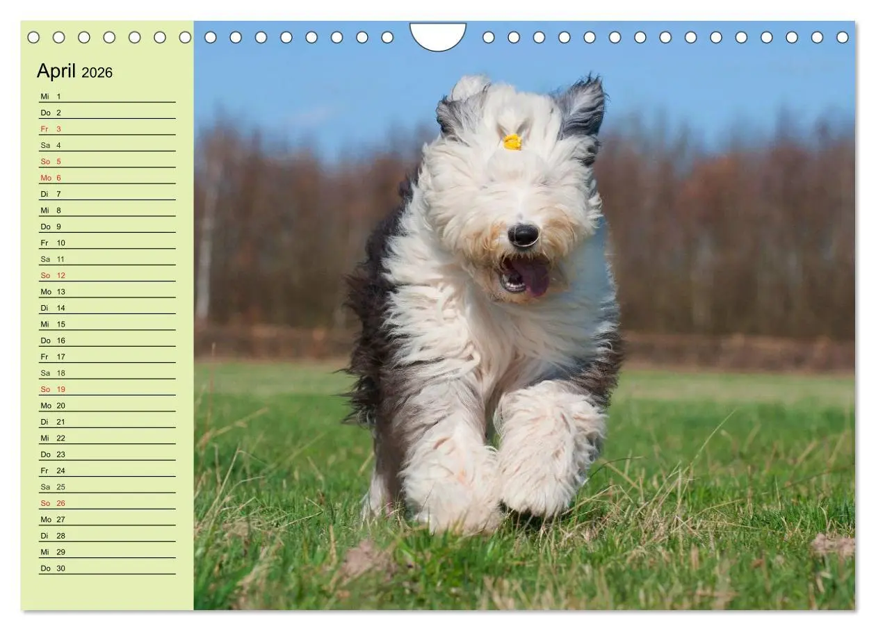 Bild: 9783516008425 | Traumhund Bobtail (Wandkalender 2026 DIN A4 quer), CALVENDO...