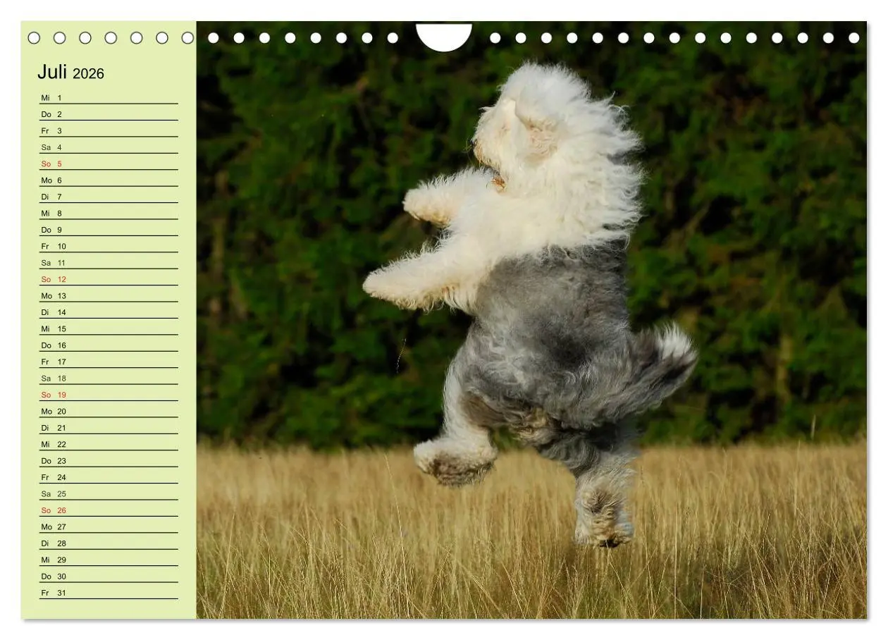 Bild: 9783516008425 | Traumhund Bobtail (Wandkalender 2026 DIN A4 quer), CALVENDO...