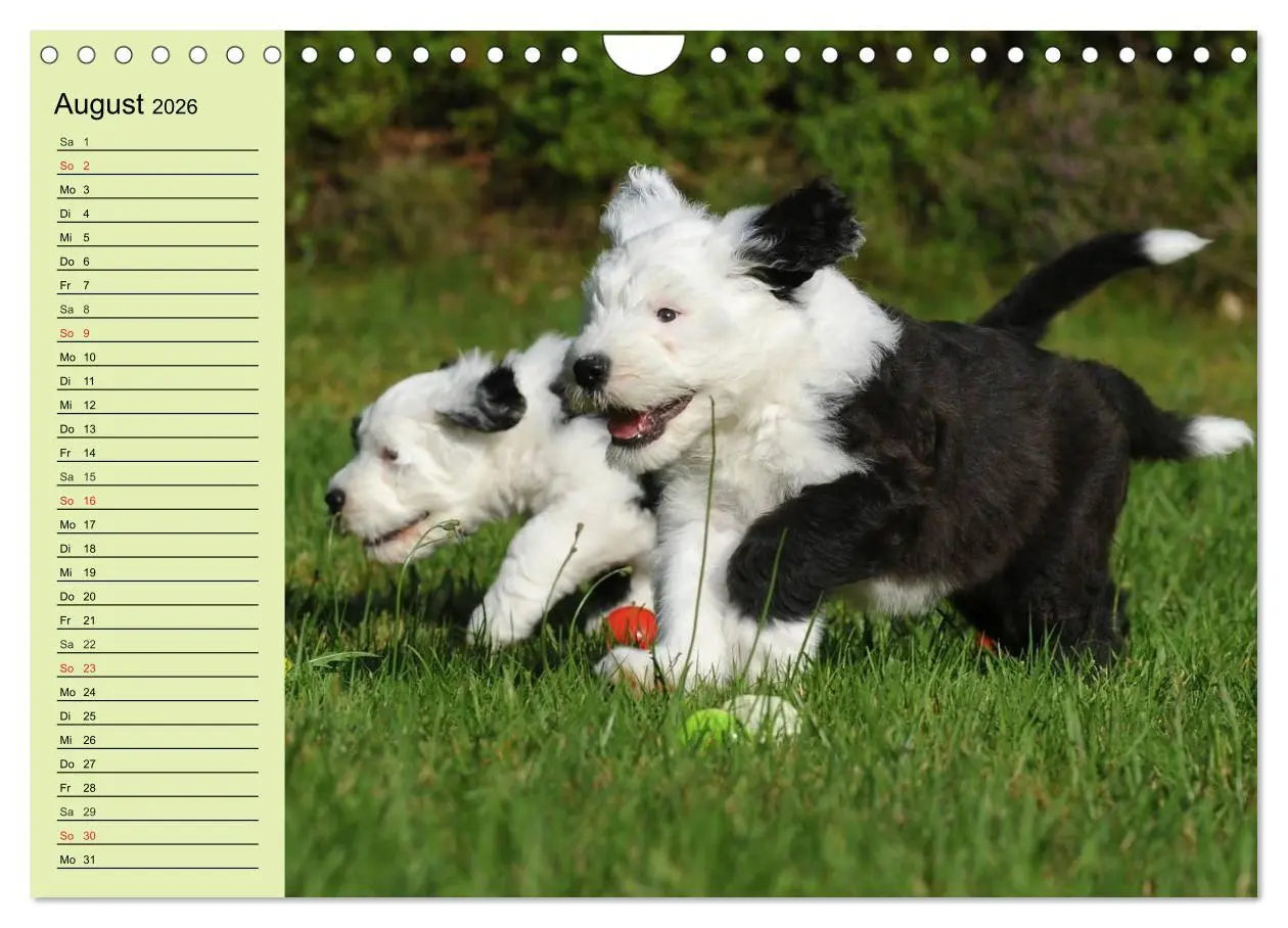 Bild: 9783516008425 | Traumhund Bobtail (Wandkalender 2026 DIN A4 quer), CALVENDO...