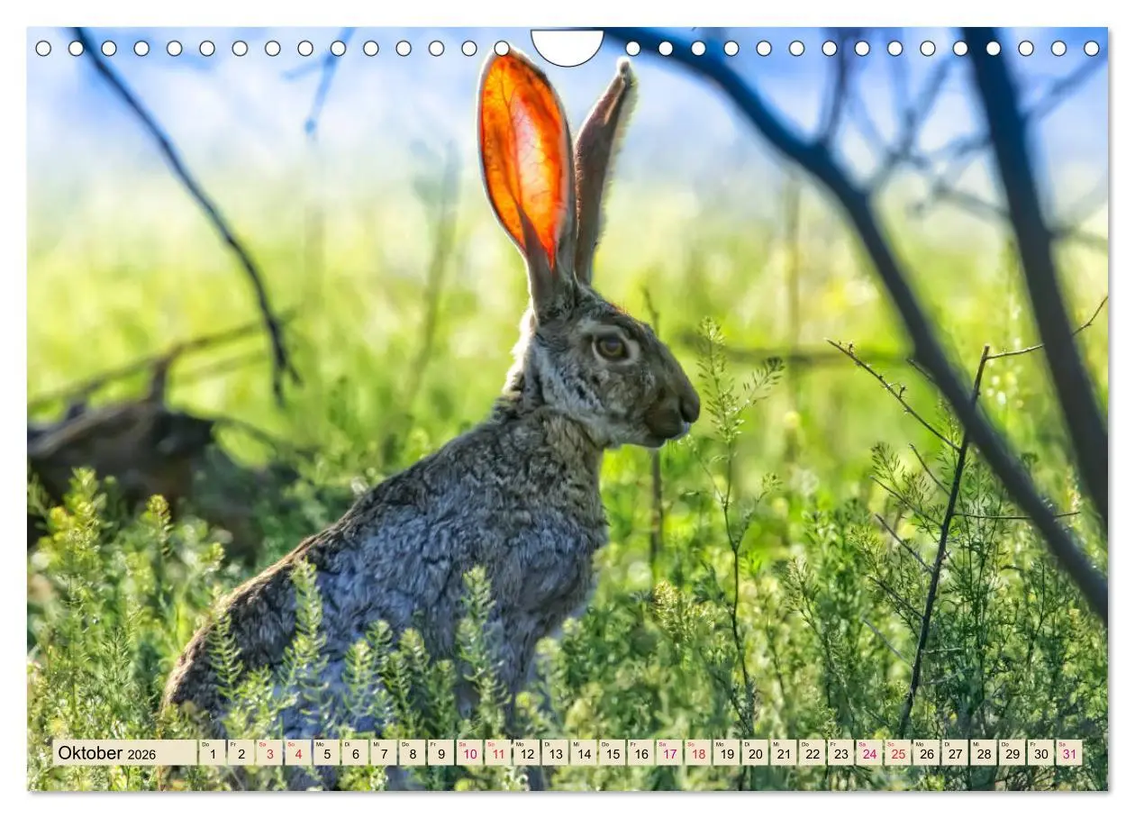 Bild: 9783457838525 | Feldhasen und Kaninchen (Wandkalender 2026 DIN A4 quer), CALVENDO...