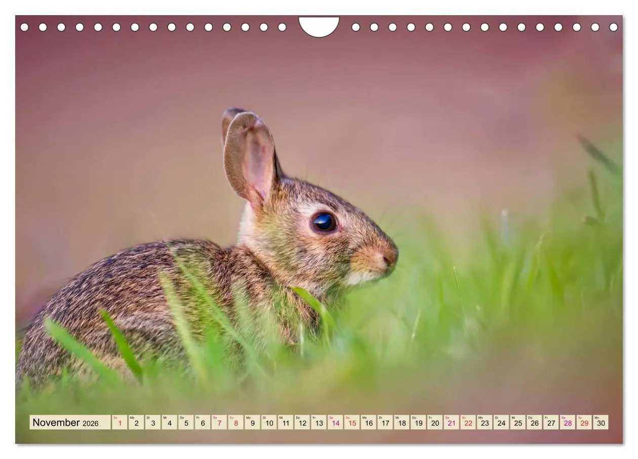 Bild: 9783457838525 | Feldhasen und Kaninchen (Wandkalender 2026 DIN A4 quer), CALVENDO...