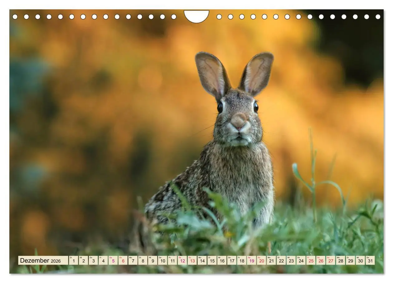 Bild: 9783457838525 | Feldhasen und Kaninchen (Wandkalender 2026 DIN A4 quer), CALVENDO...