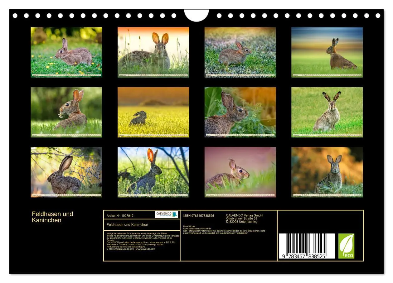 Bild: 9783457838525 | Feldhasen und Kaninchen (Wandkalender 2026 DIN A4 quer), CALVENDO...