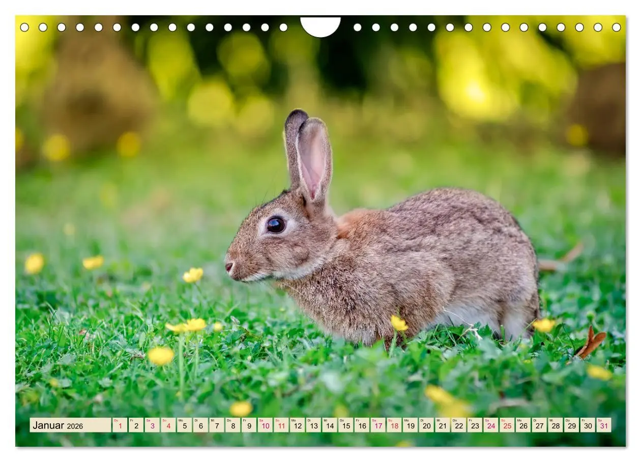 Bild: 9783457838525 | Feldhasen und Kaninchen (Wandkalender 2026 DIN A4 quer), CALVENDO...