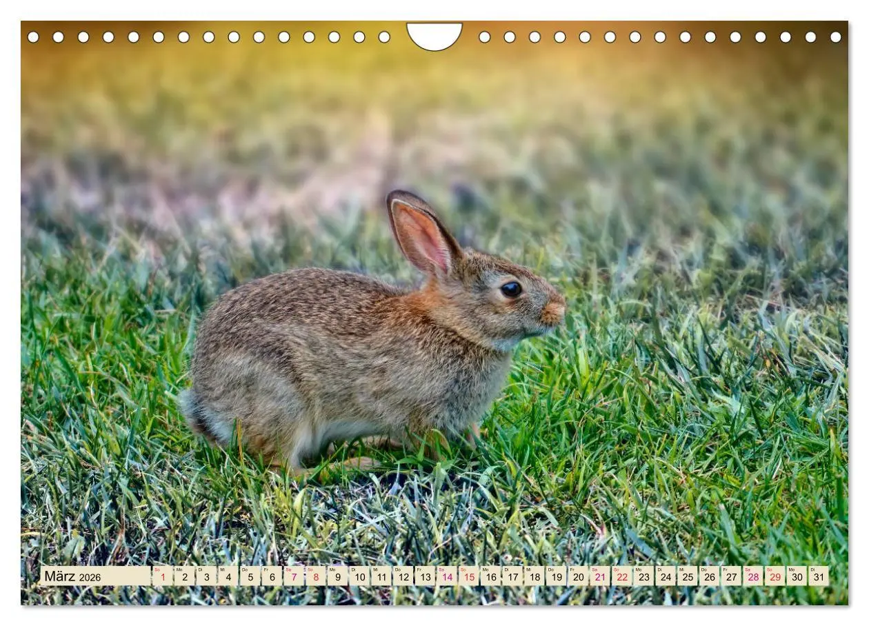 Bild: 9783457838525 | Feldhasen und Kaninchen (Wandkalender 2026 DIN A4 quer), CALVENDO...