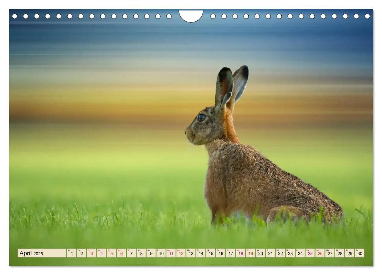 Bild: 9783457838525 | Feldhasen und Kaninchen (Wandkalender 2026 DIN A4 quer), CALVENDO...
