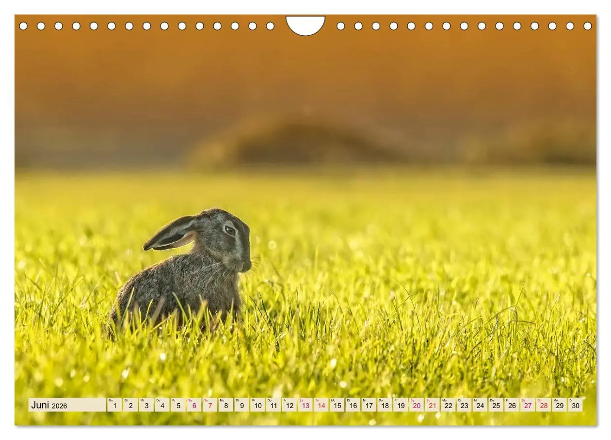 Bild: 9783457838525 | Feldhasen und Kaninchen (Wandkalender 2026 DIN A4 quer), CALVENDO...
