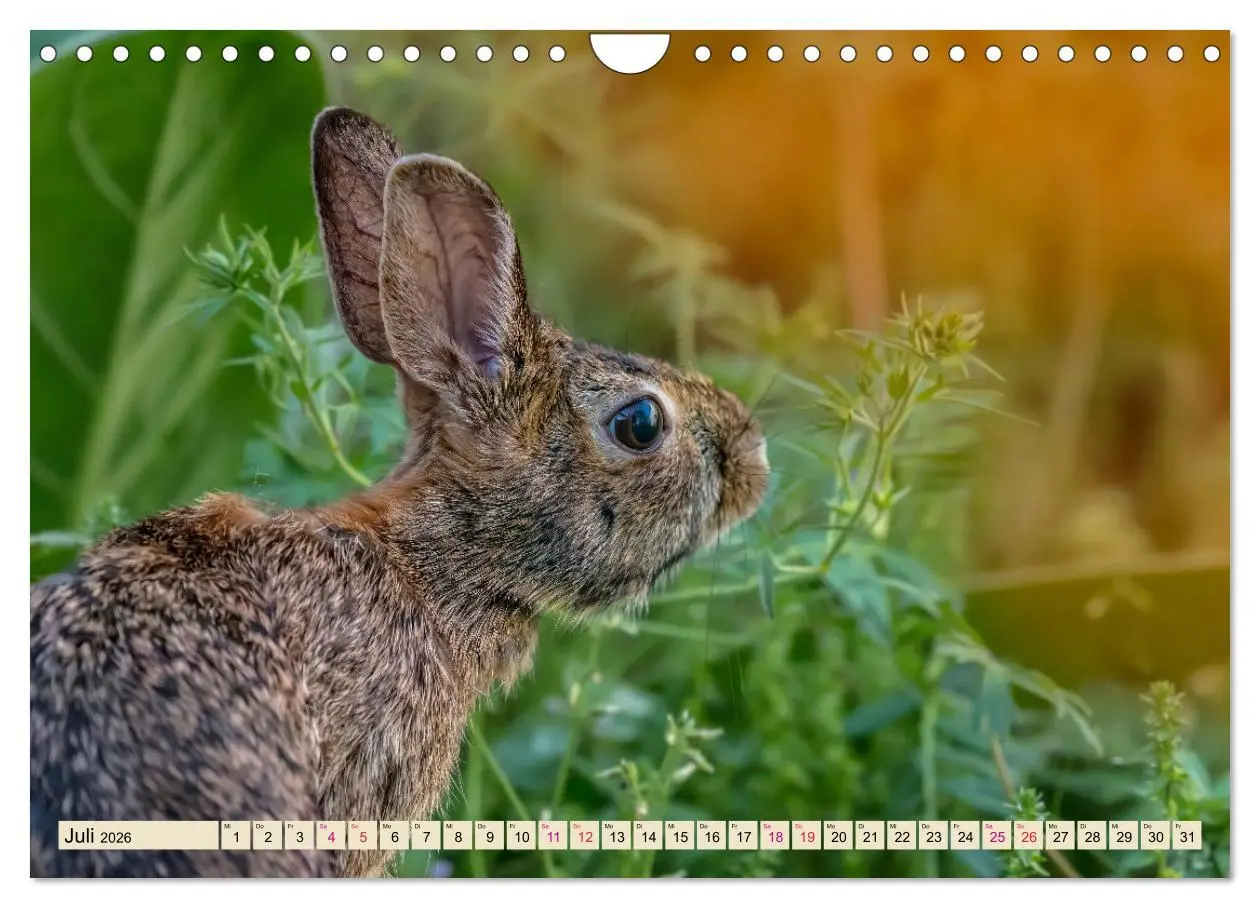 Bild: 9783457838525 | Feldhasen und Kaninchen (Wandkalender 2026 DIN A4 quer), CALVENDO...