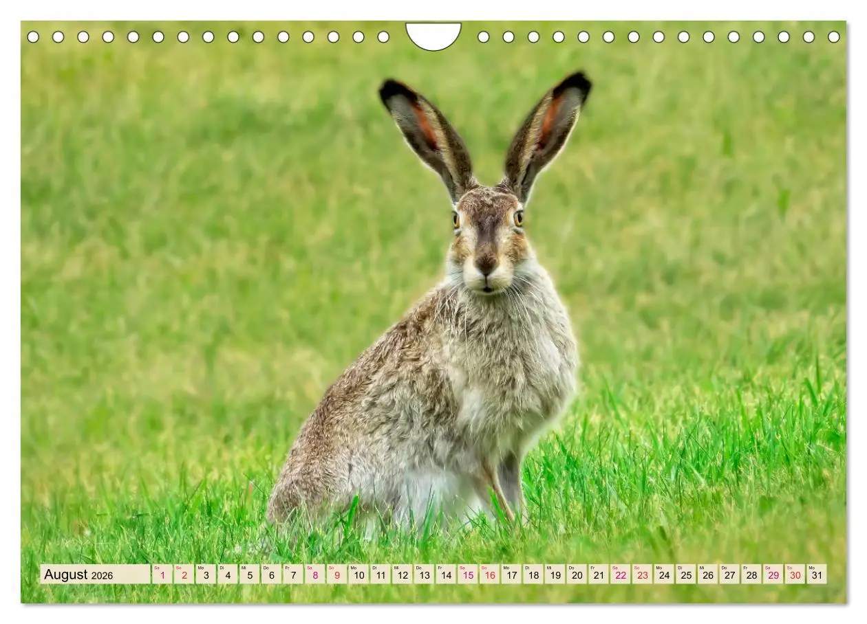 Bild: 9783457838525 | Feldhasen und Kaninchen (Wandkalender 2026 DIN A4 quer), CALVENDO...