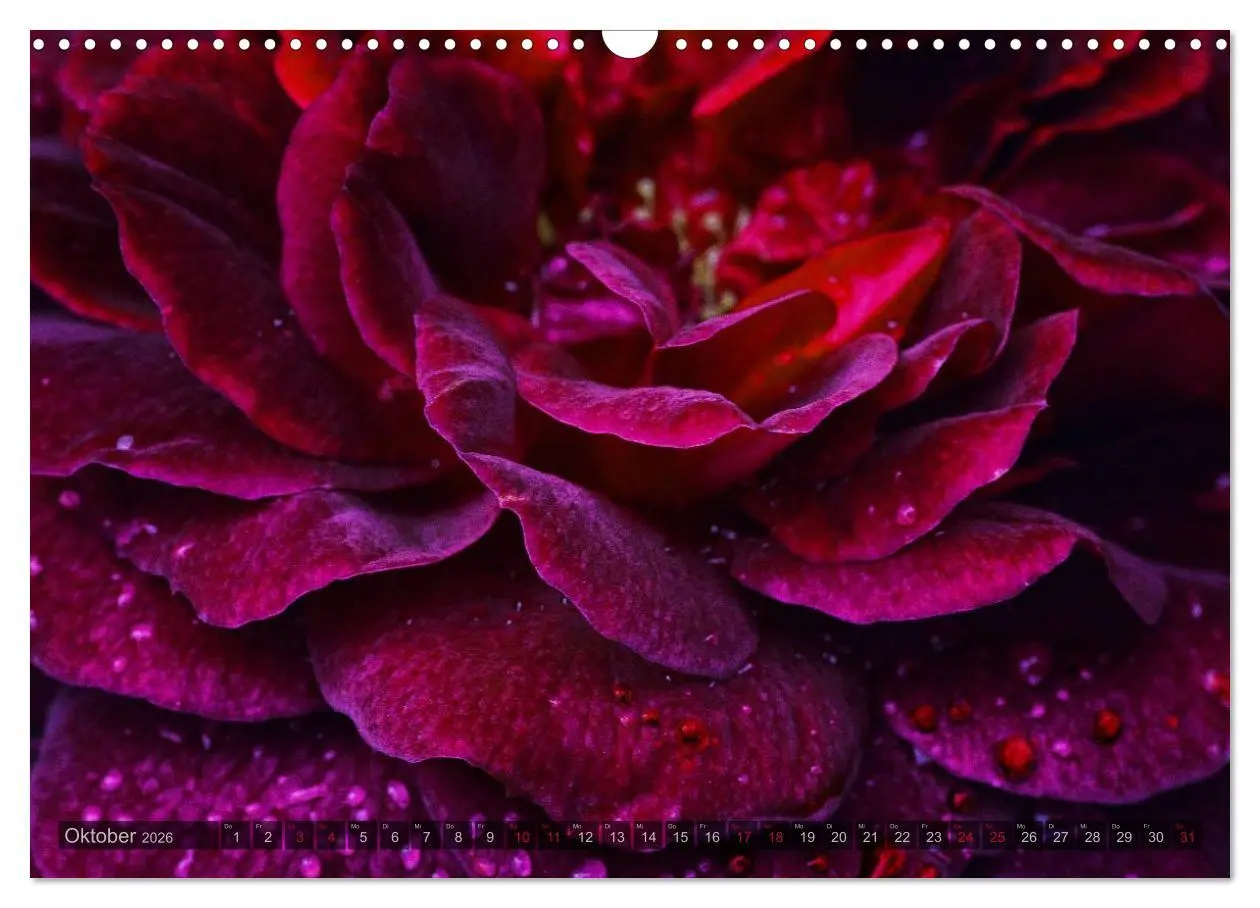 Bild: 9783516098525 | Gothic Rose - Rosen aus dem Garten der Finsternis (Wandkalender...