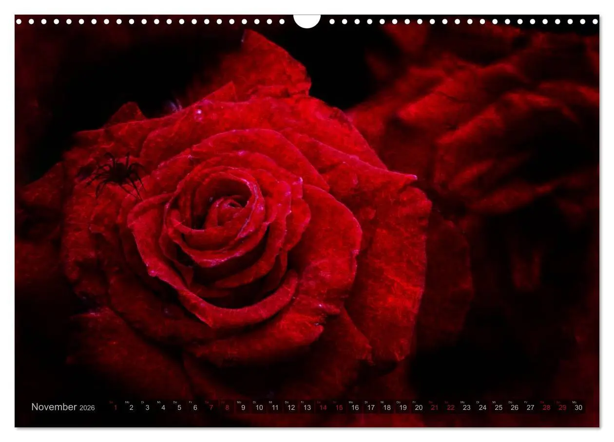 Bild: 9783516098525 | Gothic Rose - Rosen aus dem Garten der Finsternis (Wandkalender...