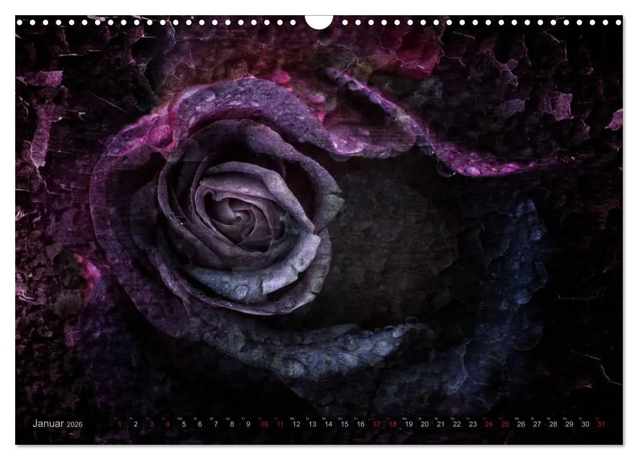 Bild: 9783516098525 | Gothic Rose - Rosen aus dem Garten der Finsternis (Wandkalender...