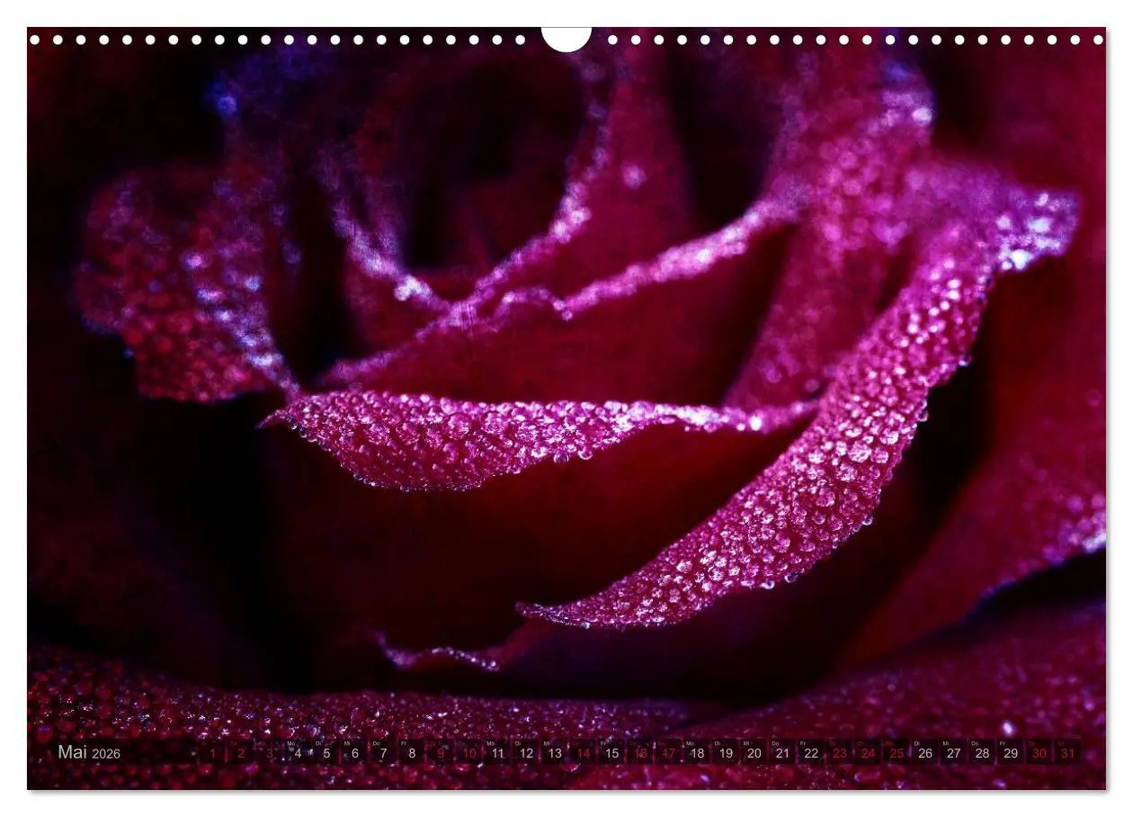 Bild: 9783516098525 | Gothic Rose - Rosen aus dem Garten der Finsternis (Wandkalender...
