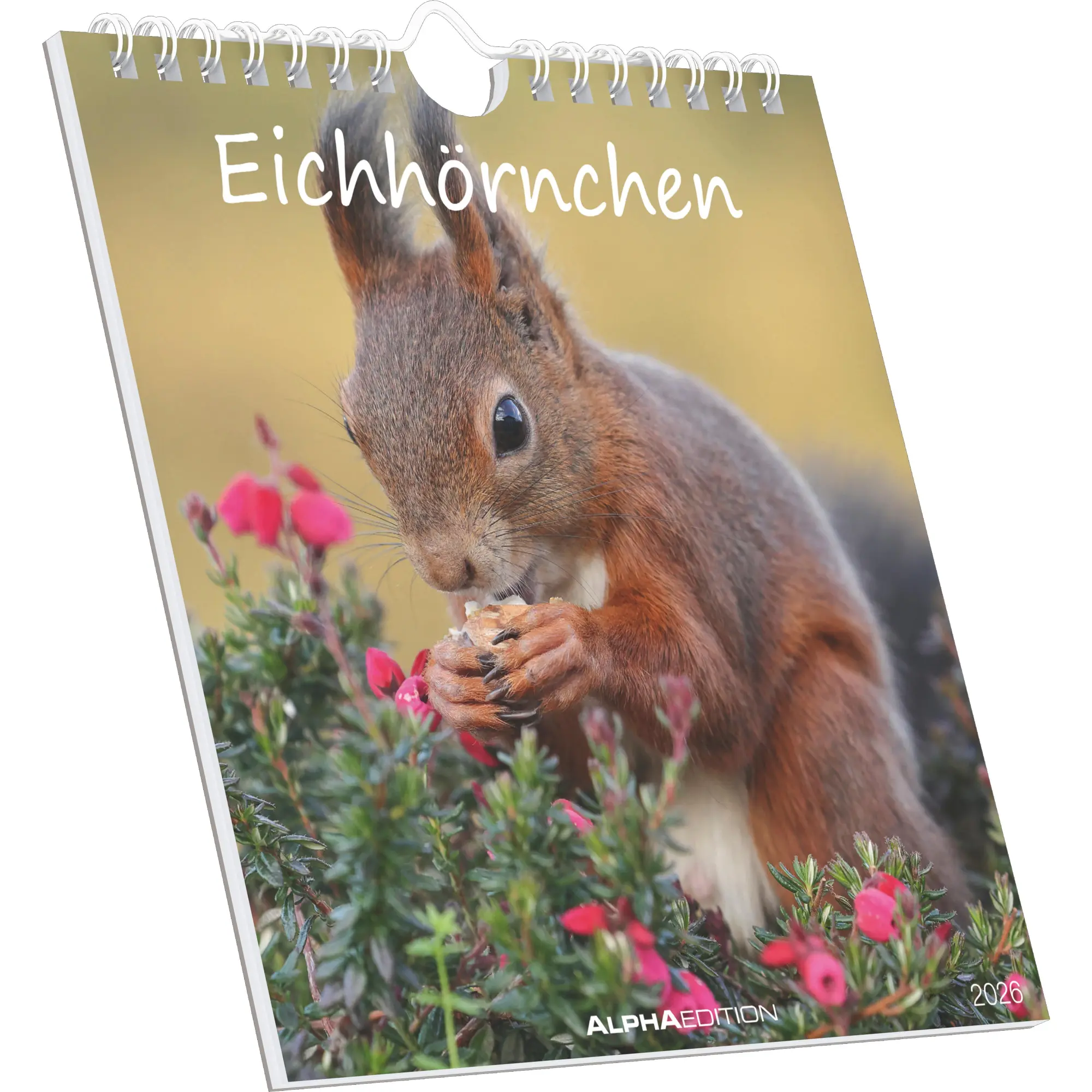 Cover: 4069095008625 | Eichhörnchen 2026 - Postkartenkalender im Format 16 x 17 | Kalender