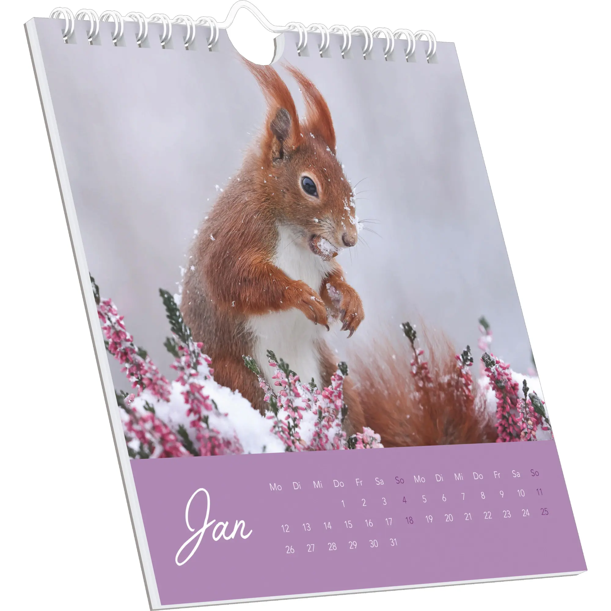 Bild: 4069095008625 | Eichhörnchen 2026 - Postkartenkalender im Format 16 x 17 | Kalender