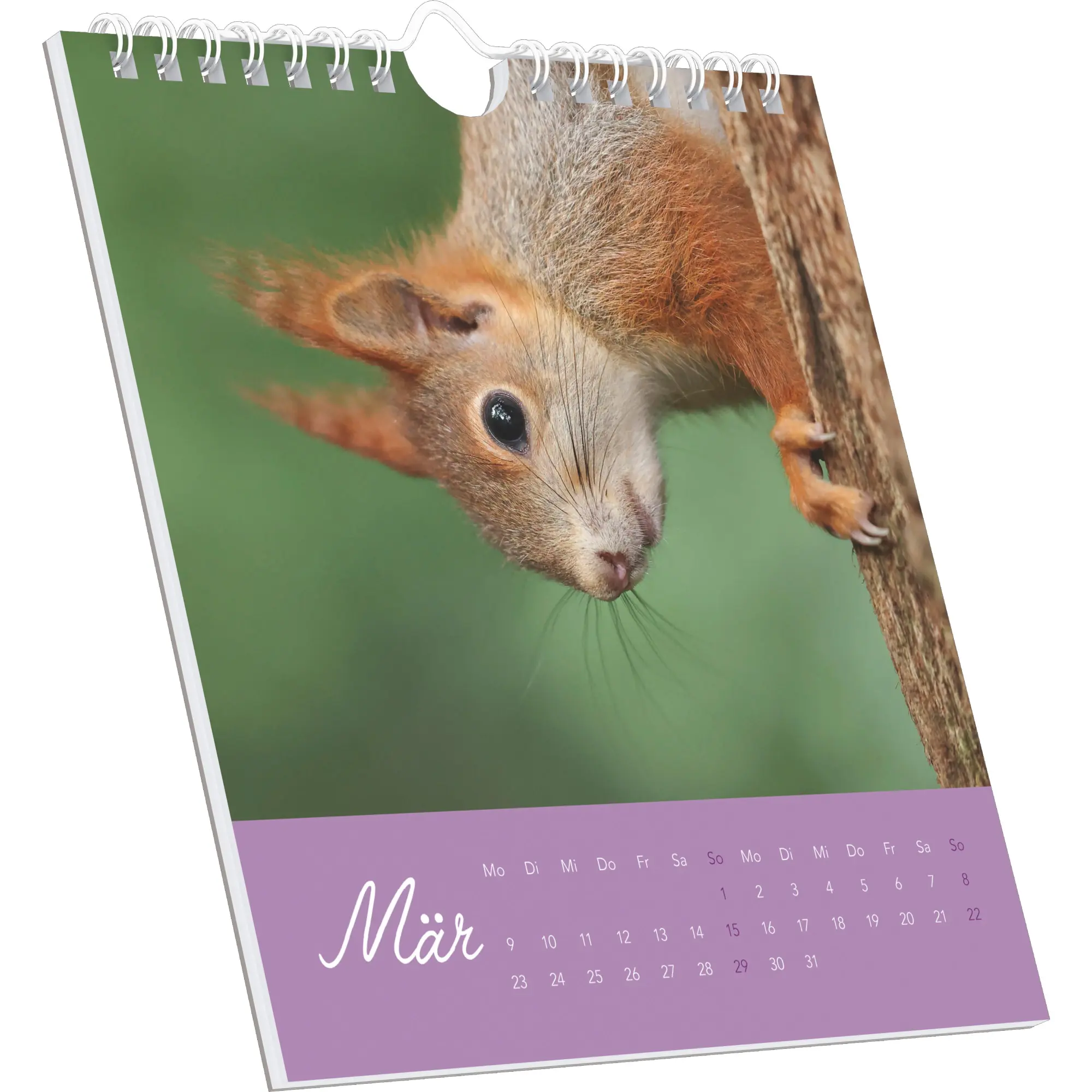 Bild: 4069095008625 | Eichhörnchen 2026 - Postkartenkalender im Format 16 x 17 | Kalender
