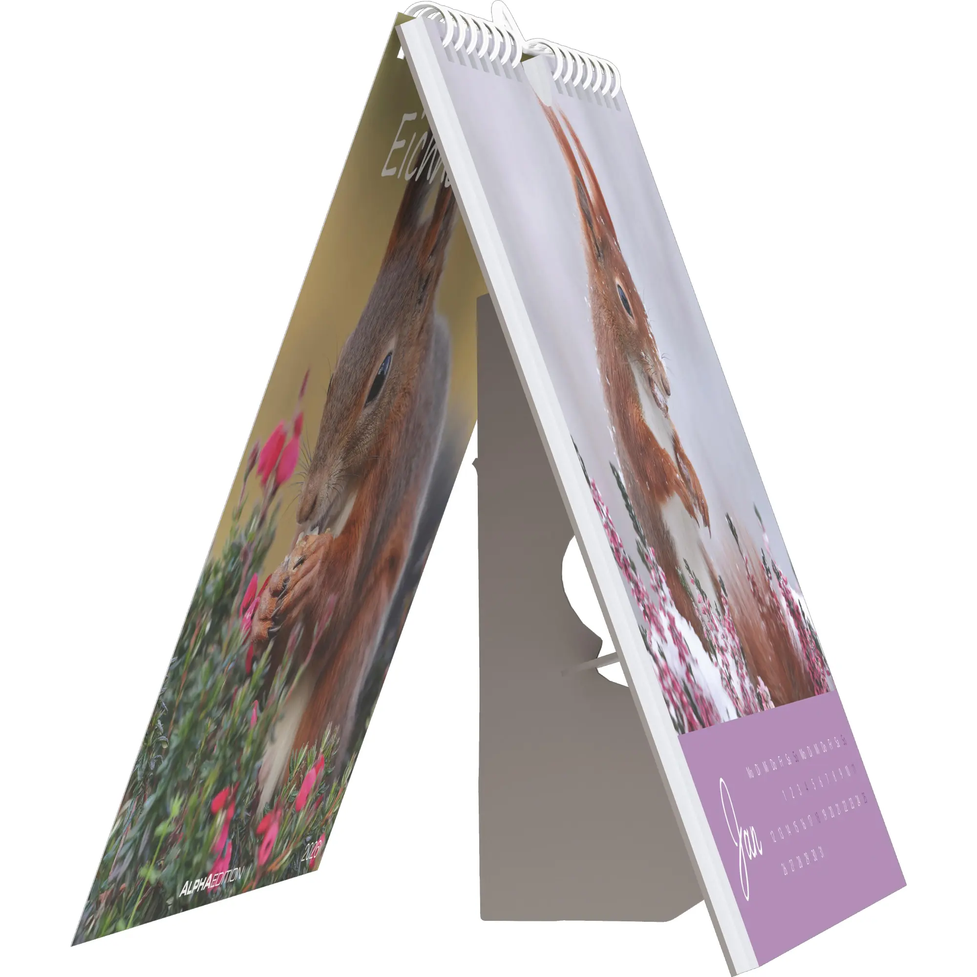 Bild: 4069095008625 | Eichhörnchen 2026 - Postkartenkalender im Format 16 x 17 | Kalender
