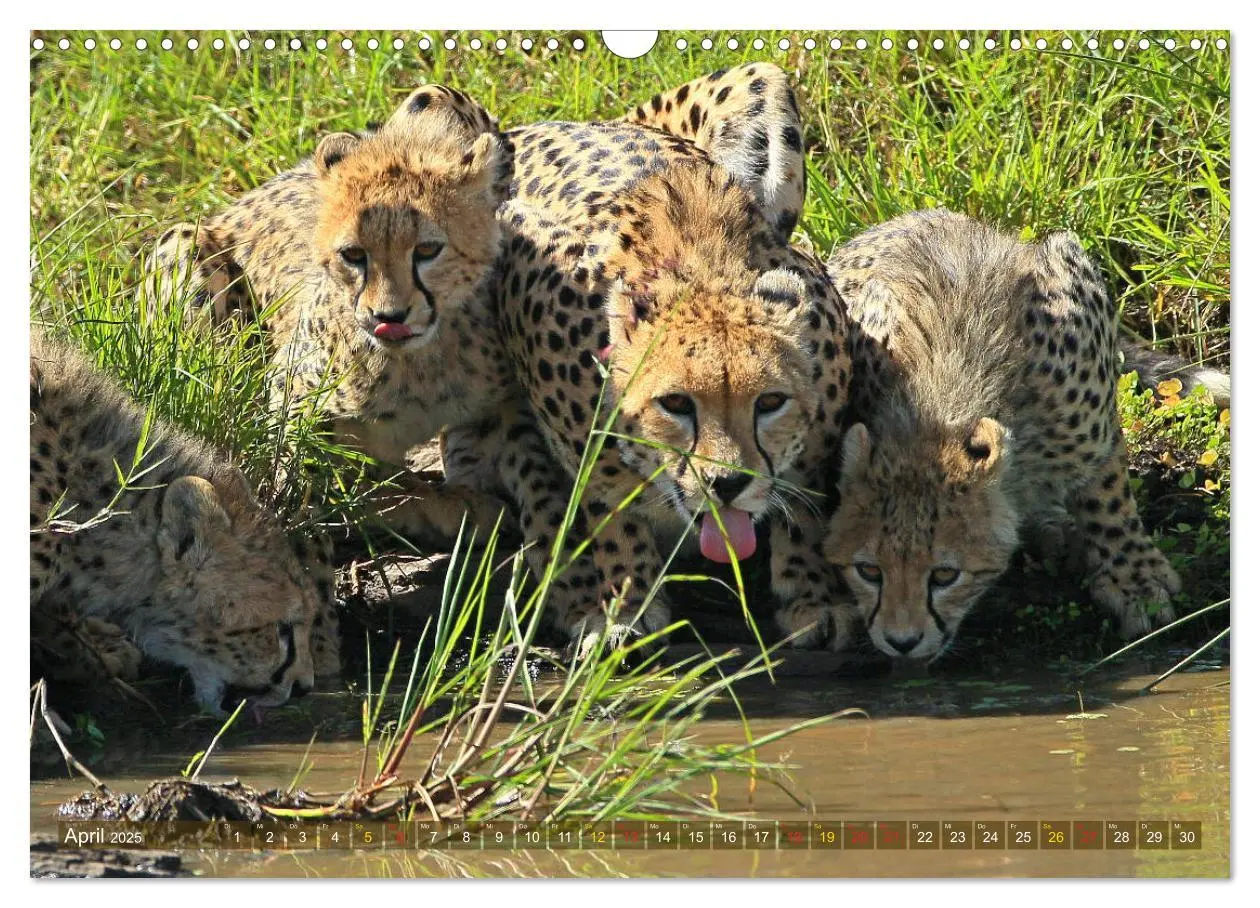Bild: 9783435598625 | Geparden - Begegnungen in Afrika (Wandkalender 2025 DIN A3 quer),...
