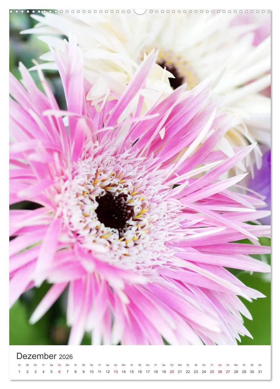 Bild: 9783516398625 | Verliebt in Blumen (Wandkalender 2026 DIN A2 hoch), CALVENDO...