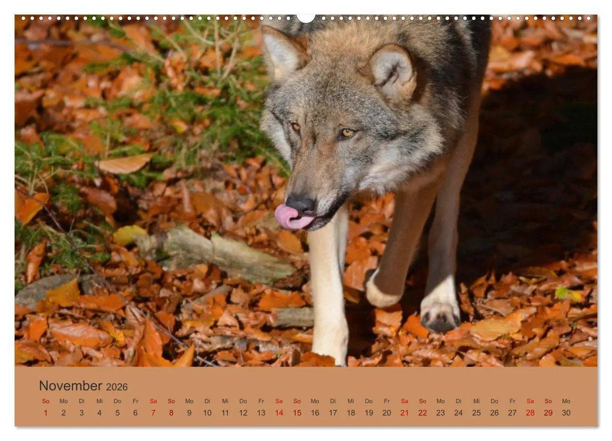 Bild: 9783457748725 | Begegnungen DER WOLF (hochwertiger Premium Wandkalender 2026 DIN A2...
