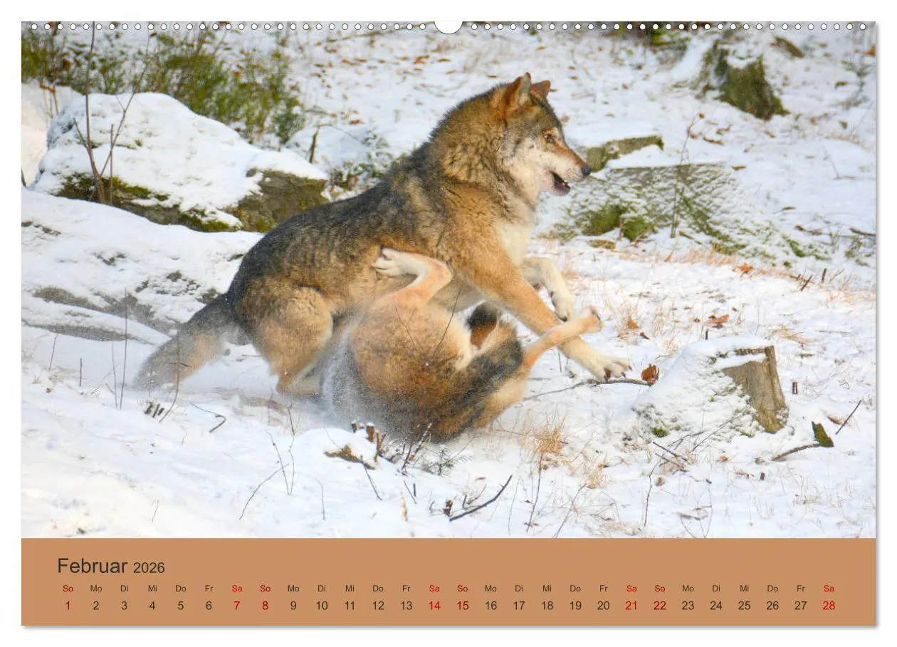 Bild: 9783457748725 | Begegnungen DER WOLF (hochwertiger Premium Wandkalender 2026 DIN A2...