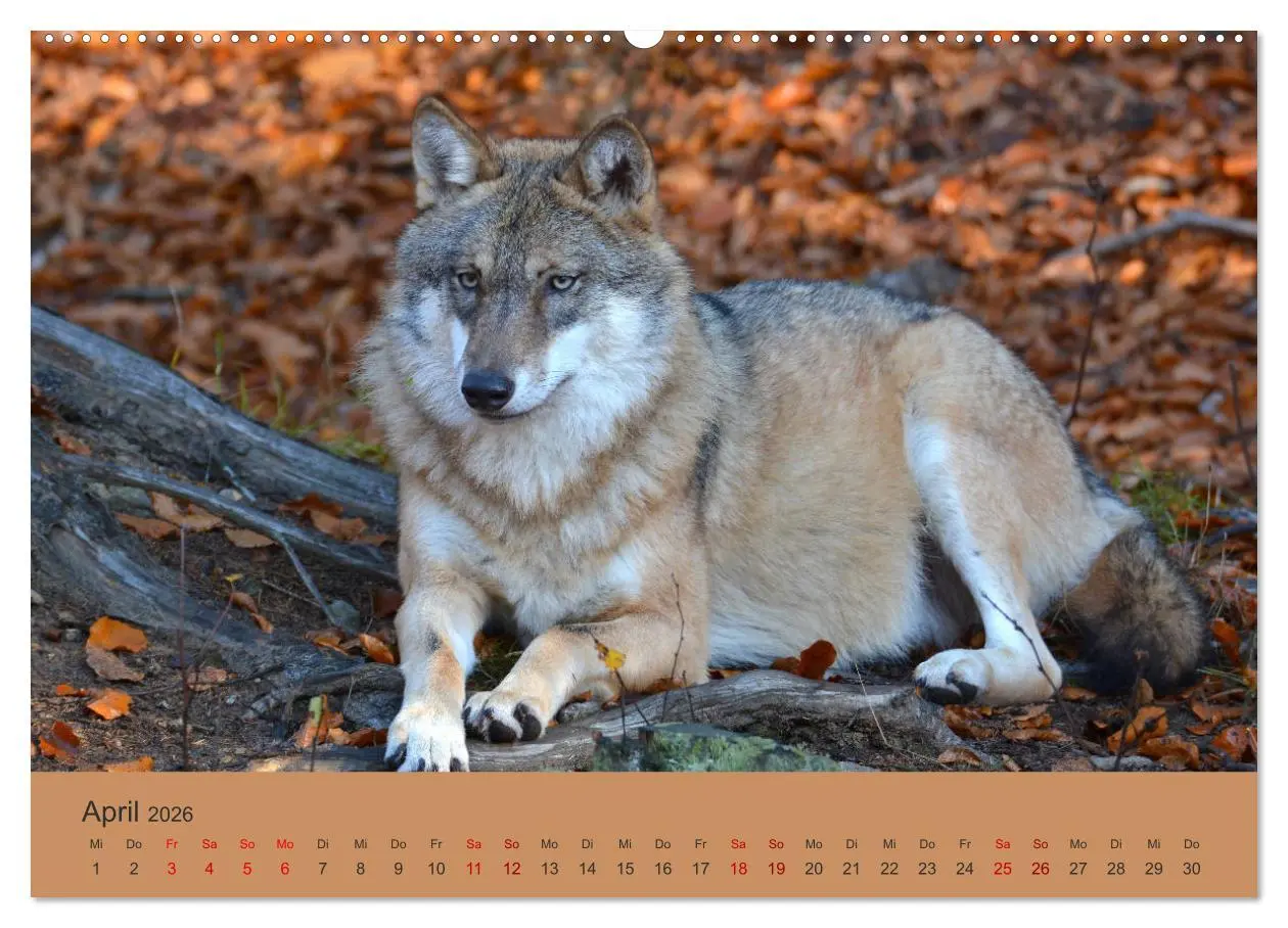 Bild: 9783457748725 | Begegnungen DER WOLF (hochwertiger Premium Wandkalender 2026 DIN A2...