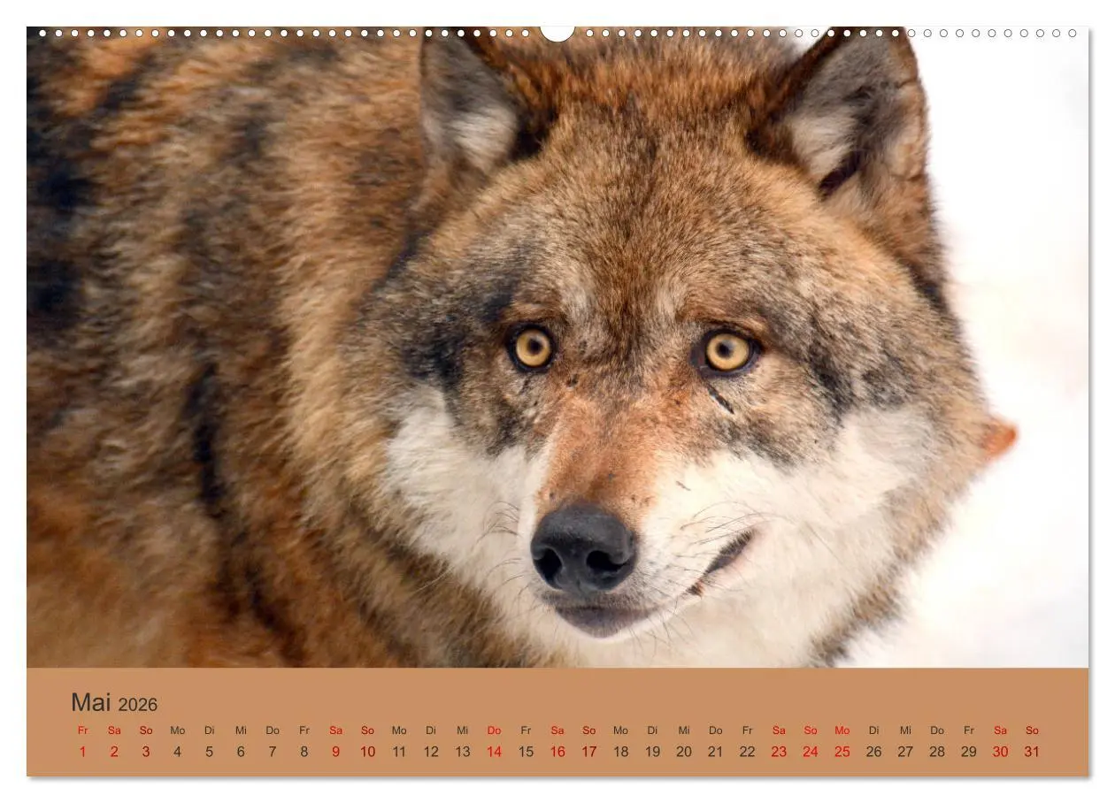 Bild: 9783457748725 | Begegnungen DER WOLF (hochwertiger Premium Wandkalender 2026 DIN A2...