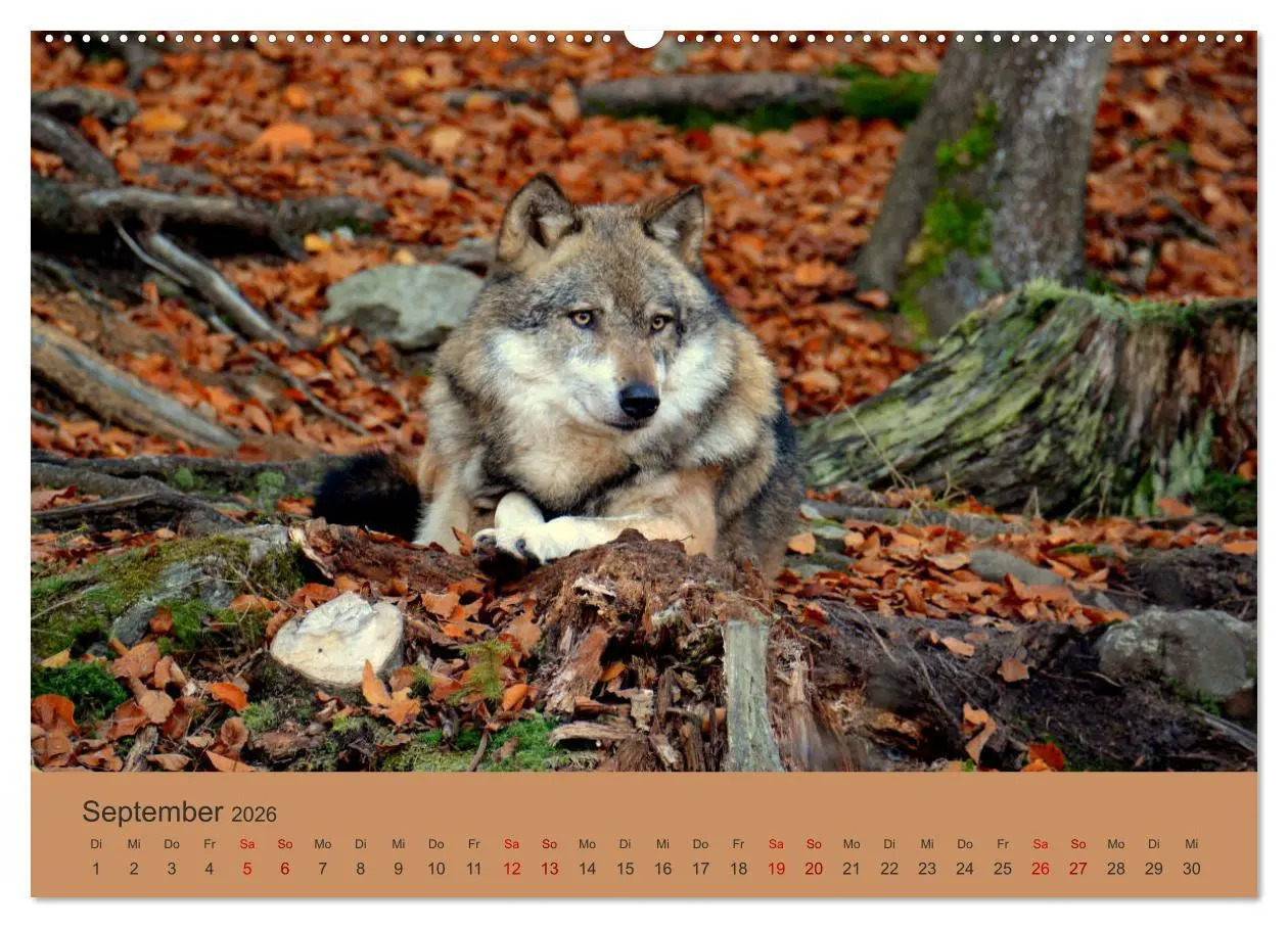 Bild: 9783457748725 | Begegnungen DER WOLF (hochwertiger Premium Wandkalender 2026 DIN A2...