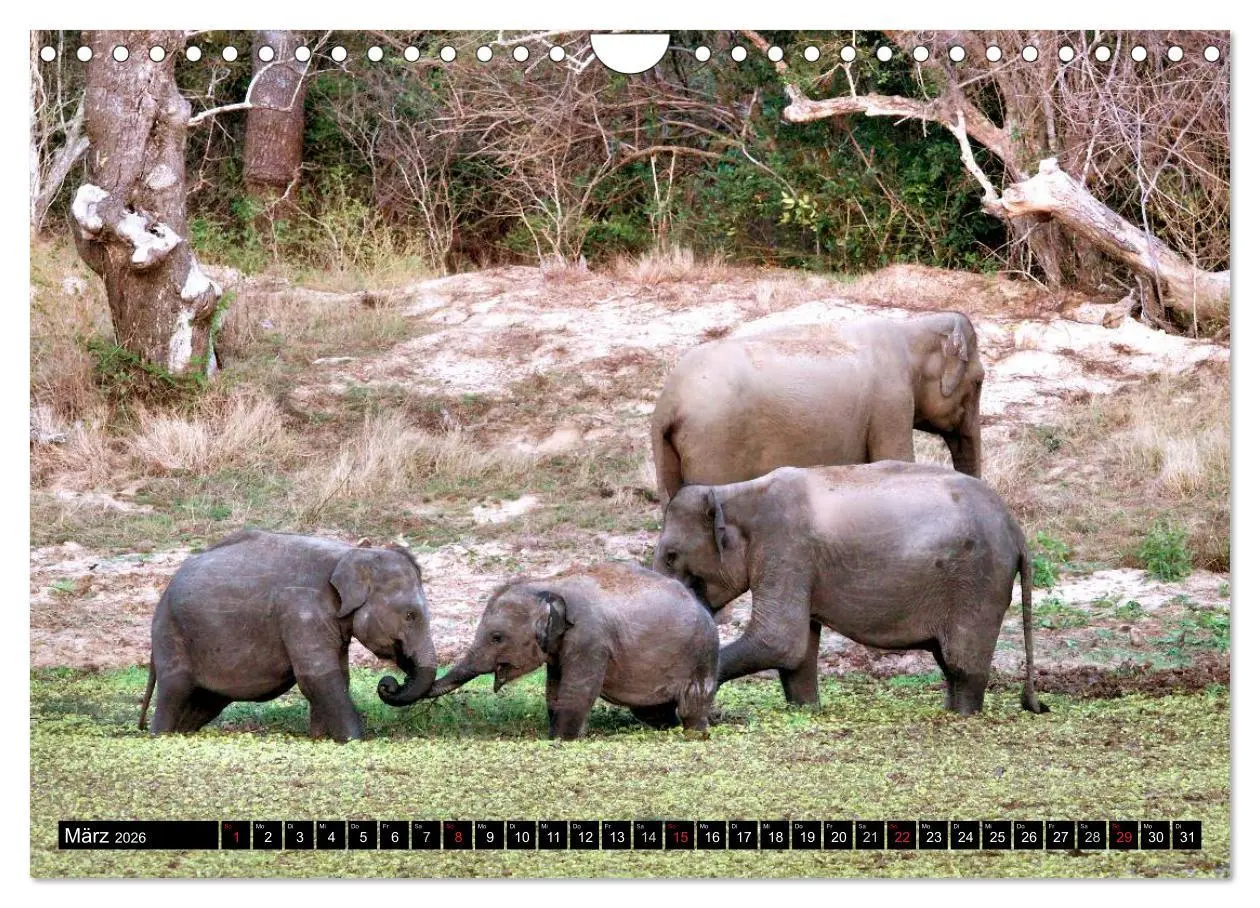 Bild: 9783457988725 | Sri Lanka - Highlights (Wandkalender 2026 DIN A4 quer), CALVENDO...
