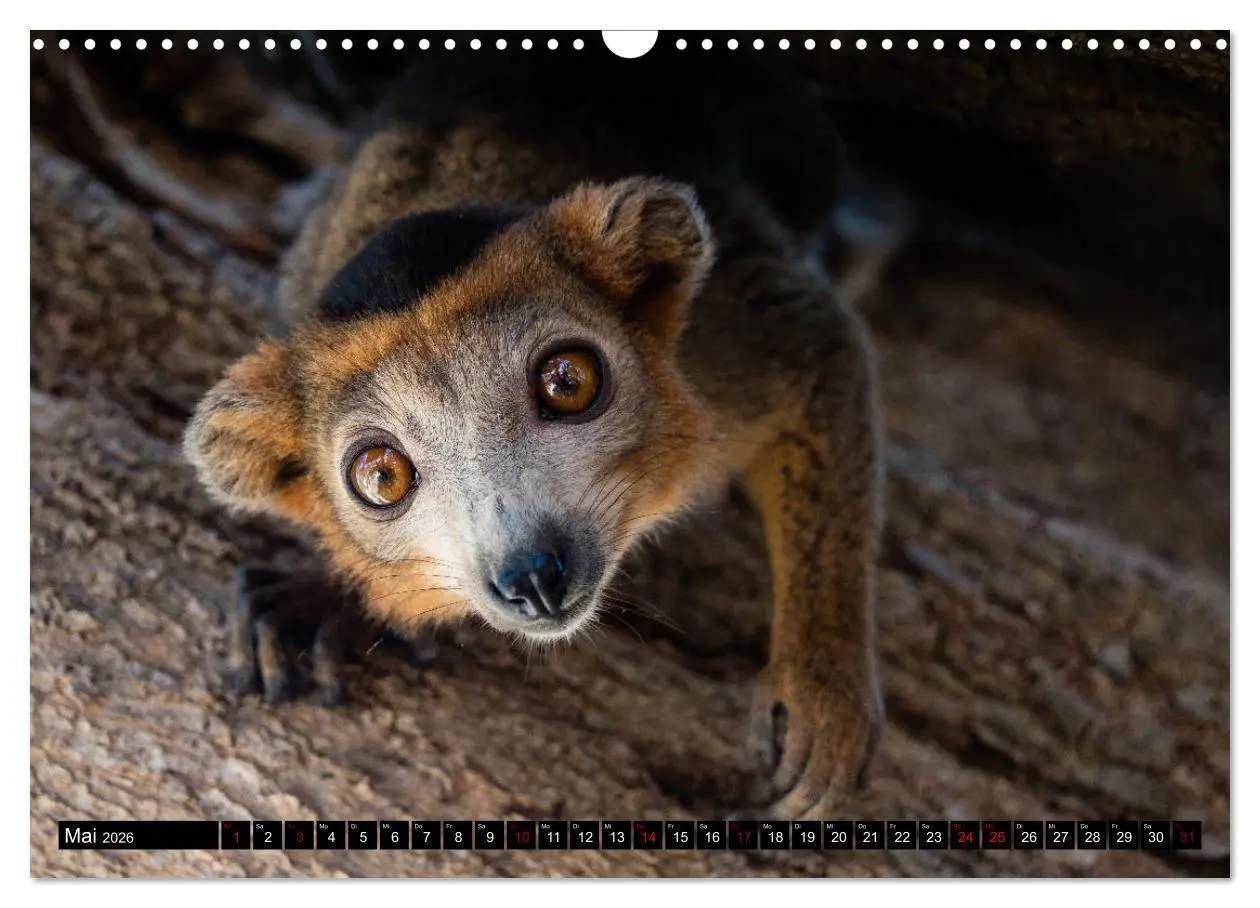 Bild: 9783457839225 | Madagaskar - Impressionen von Rolf Dietz (Wandkalender 2026 DIN A3...