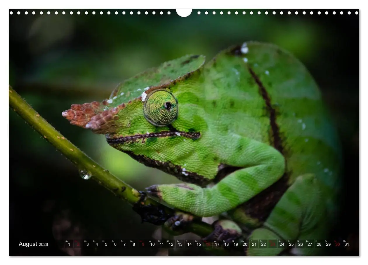 Bild: 9783457839225 | Madagaskar - Impressionen von Rolf Dietz (Wandkalender 2026 DIN A3...