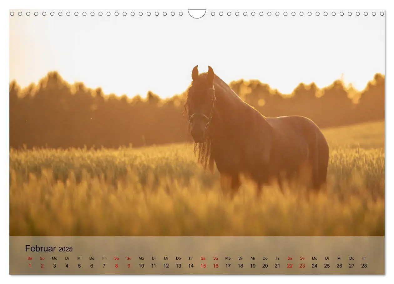 Bild: 9783435289325 | Pferdezauber 2025 (Wandkalender 2025 DIN A3 quer), CALVENDO...