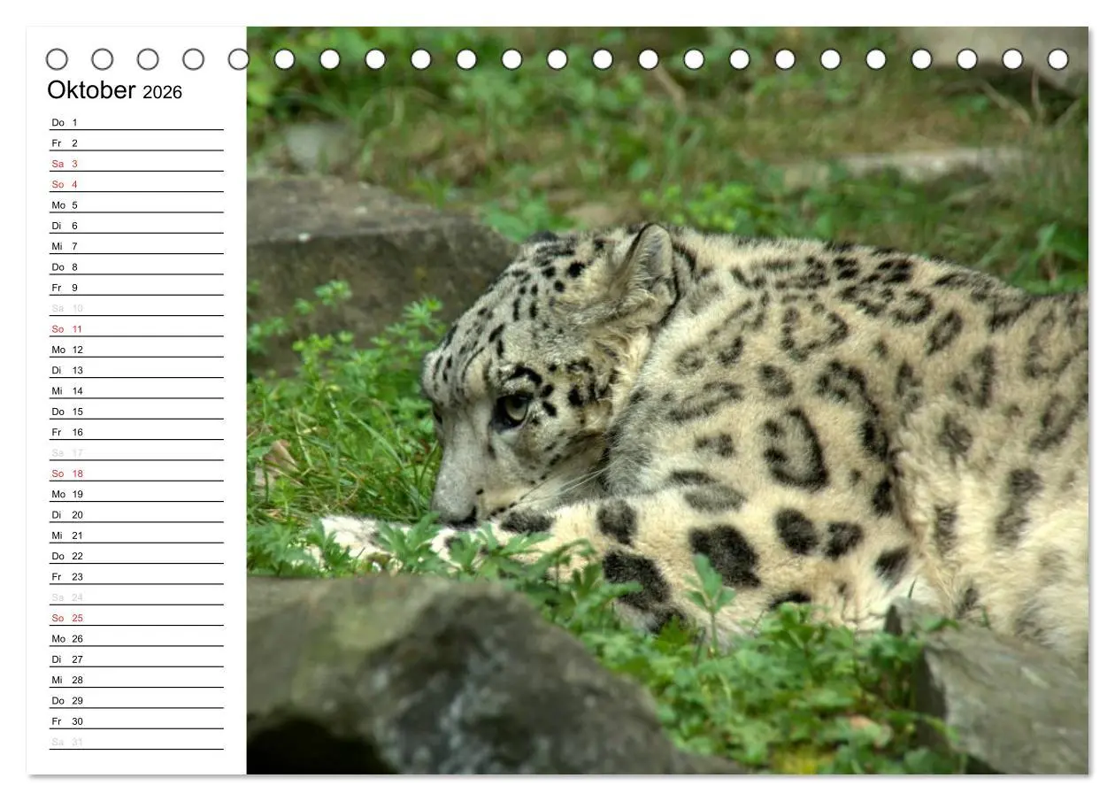 Bild: 9783457999325 | Der Schneeleopard (Tischkalender 2026 DIN A5 quer), CALVENDO...
