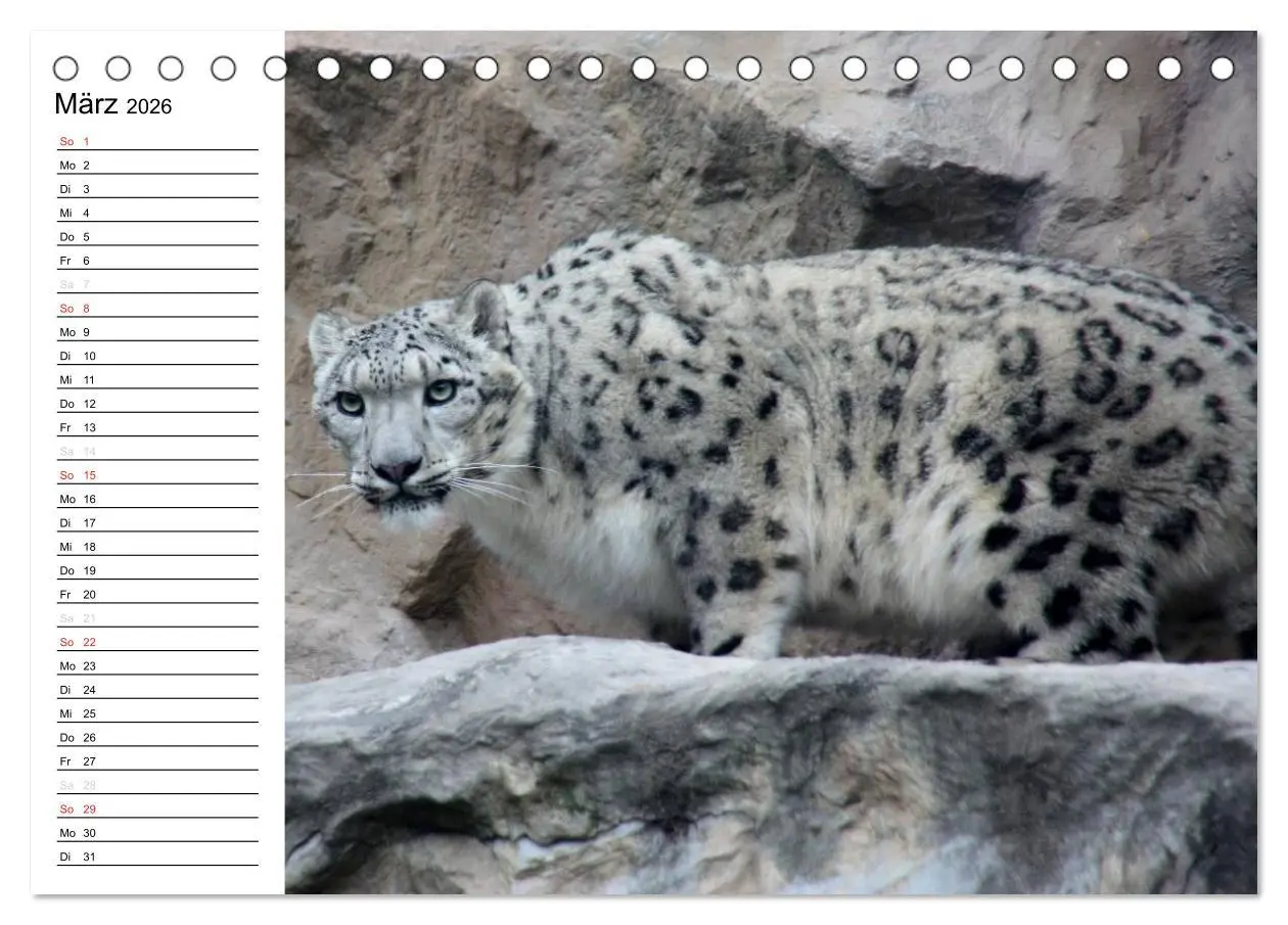 Bild: 9783457999325 | Der Schneeleopard (Tischkalender 2026 DIN A5 quer), CALVENDO...