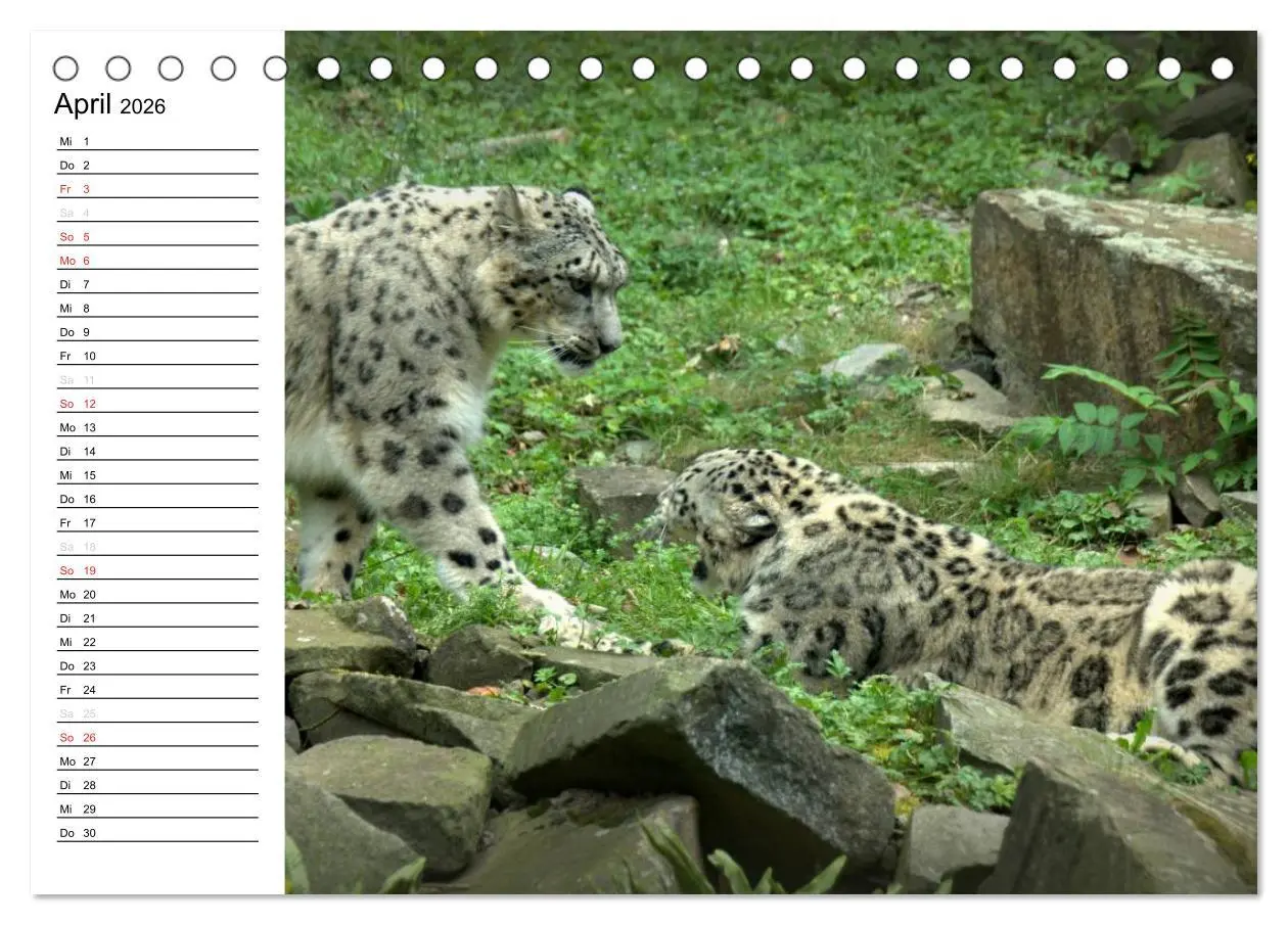 Bild: 9783457999325 | Der Schneeleopard (Tischkalender 2026 DIN A5 quer), CALVENDO...