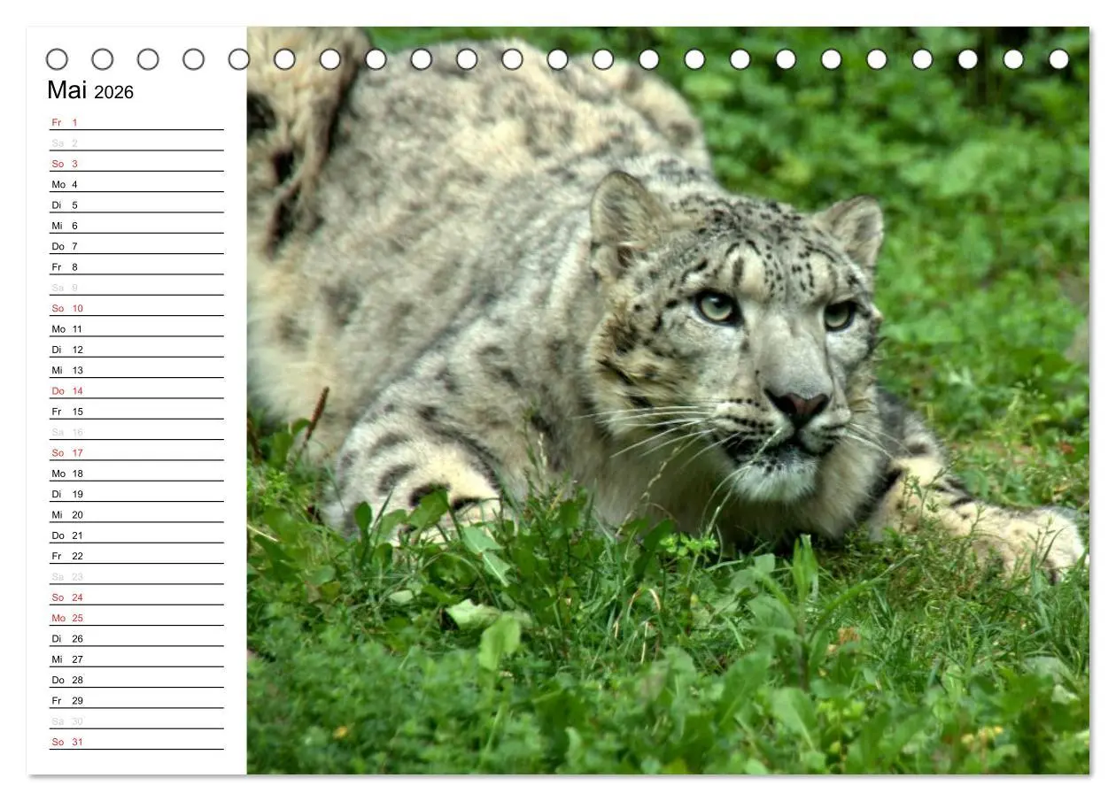 Bild: 9783457999325 | Der Schneeleopard (Tischkalender 2026 DIN A5 quer), CALVENDO...