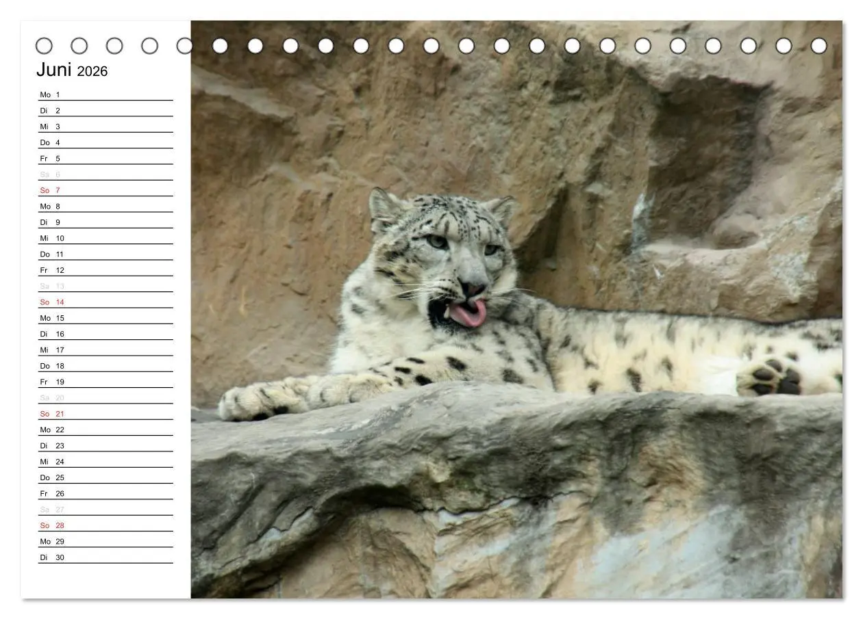 Bild: 9783457999325 | Der Schneeleopard (Tischkalender 2026 DIN A5 quer), CALVENDO...