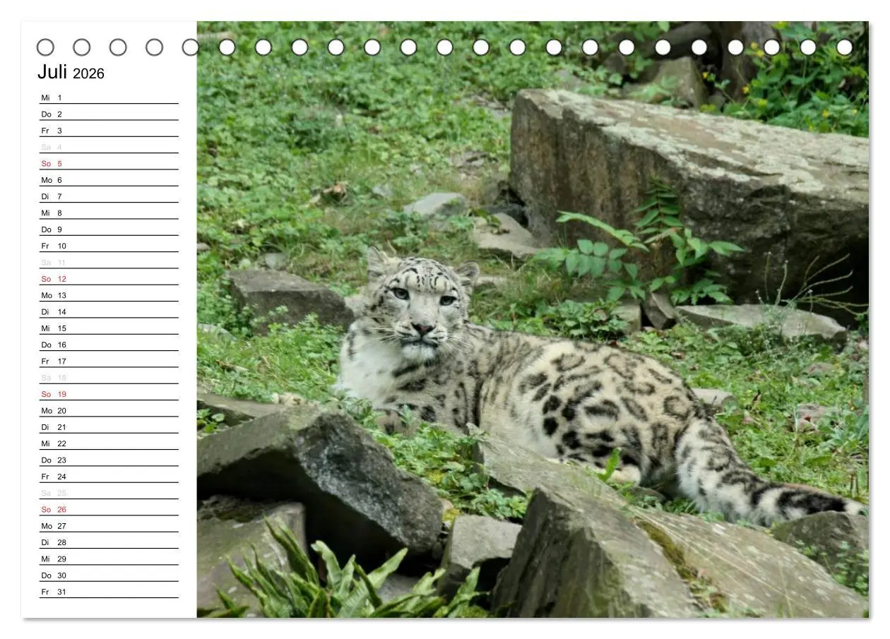 Bild: 9783457999325 | Der Schneeleopard (Tischkalender 2026 DIN A5 quer), CALVENDO...