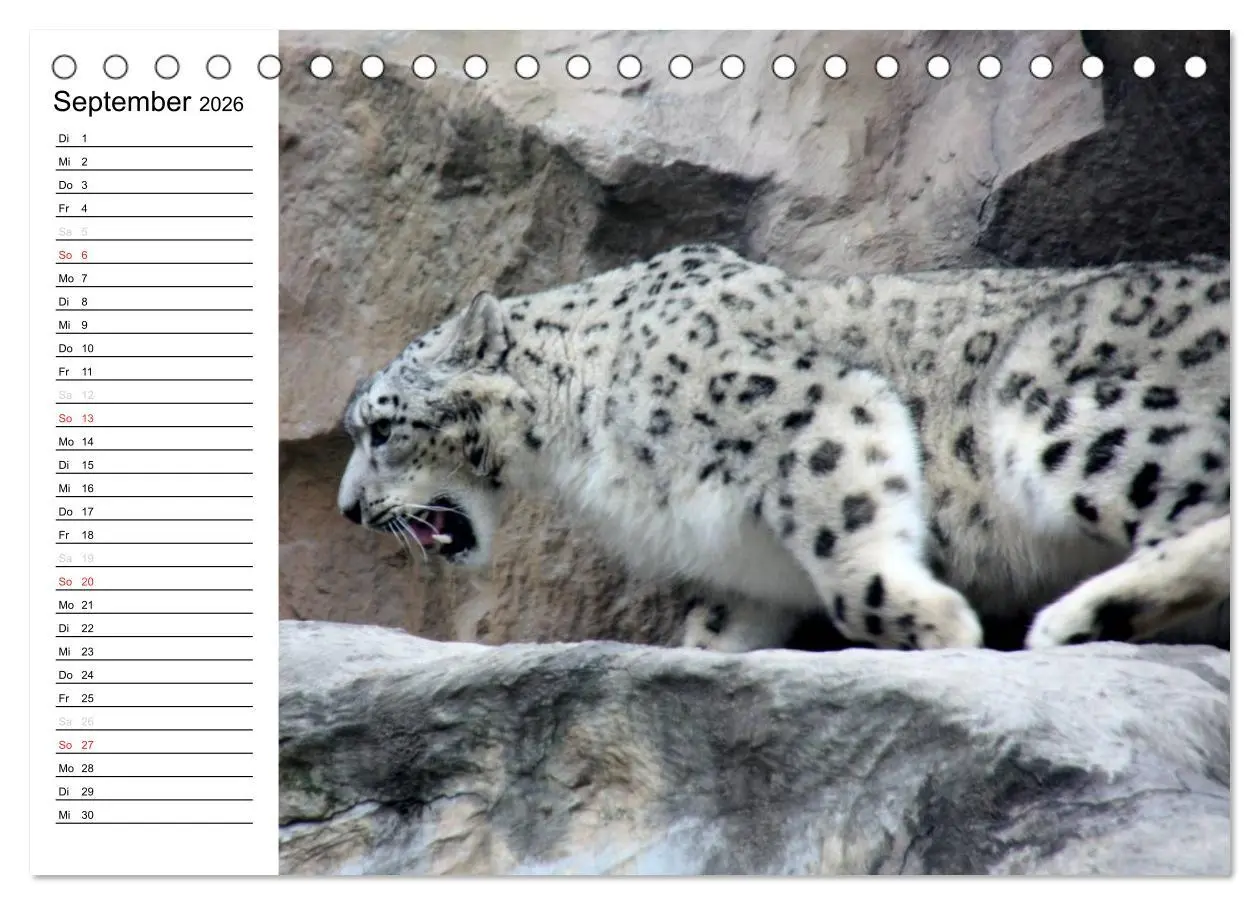 Bild: 9783457999325 | Der Schneeleopard (Tischkalender 2026 DIN A5 quer), CALVENDO...