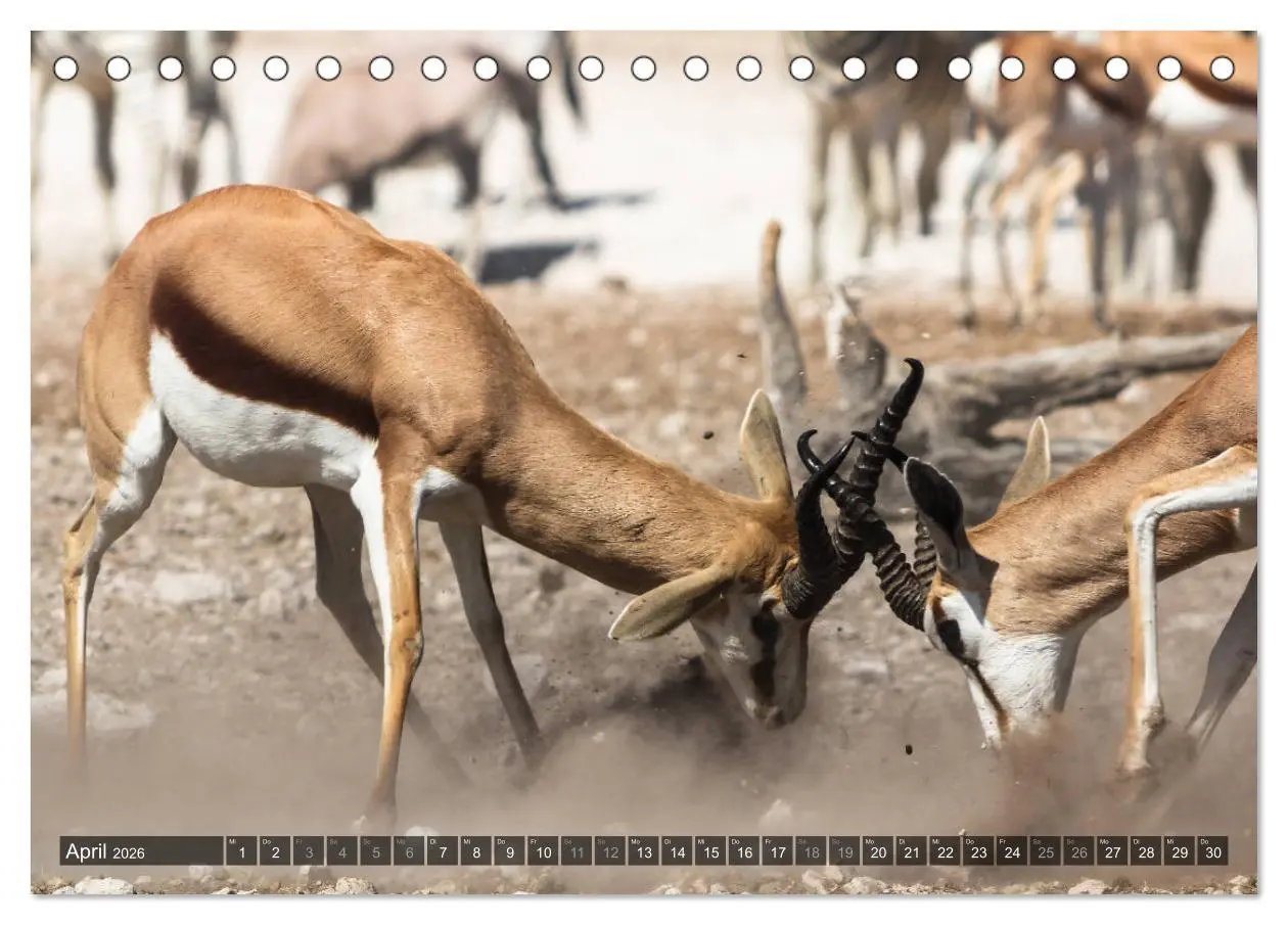 Bild: 9783516159325 | Wildes Namibia (Tischkalender 2026 DIN A5 quer), CALVENDO...