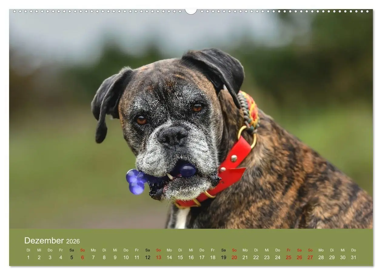 Bild: 9783516699425 | Boxer - charmante Herzensbrecher (hochwertiger Premium Wandkalender...