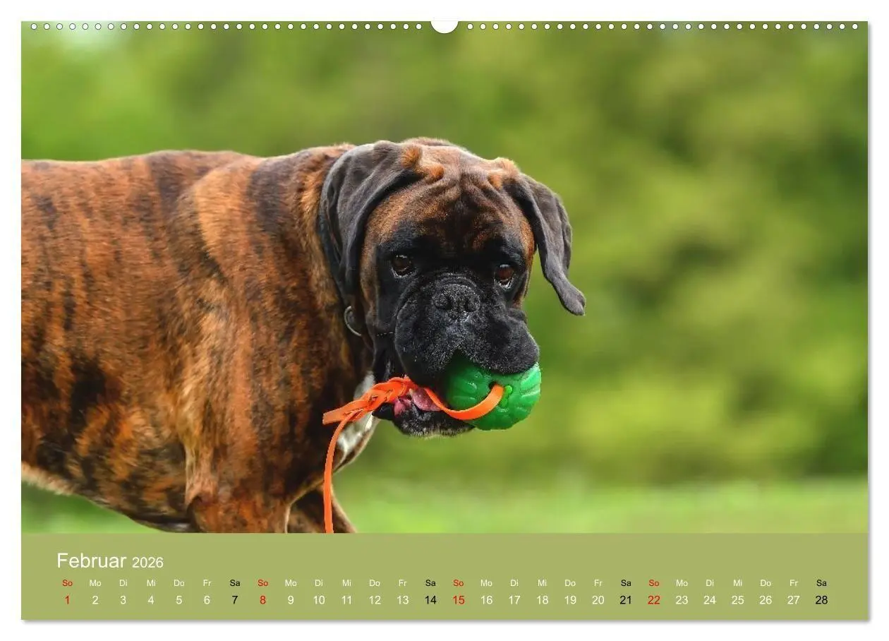 Bild: 9783516699425 | Boxer - charmante Herzensbrecher (hochwertiger Premium Wandkalender...