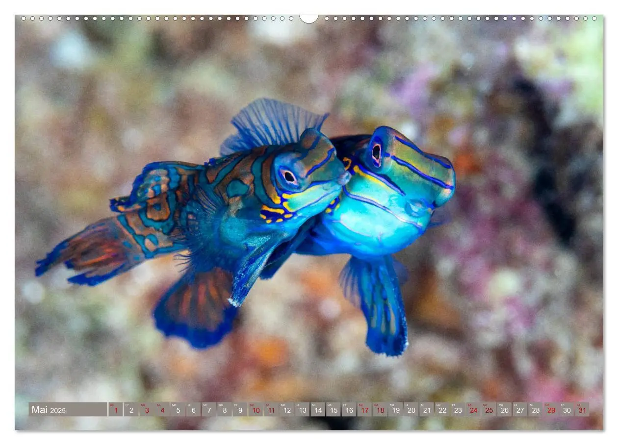 Bild: 9783435409525 | Tauchen, Fische und Meer (Wandkalender 2025 DIN A2 quer), CALVENDO...