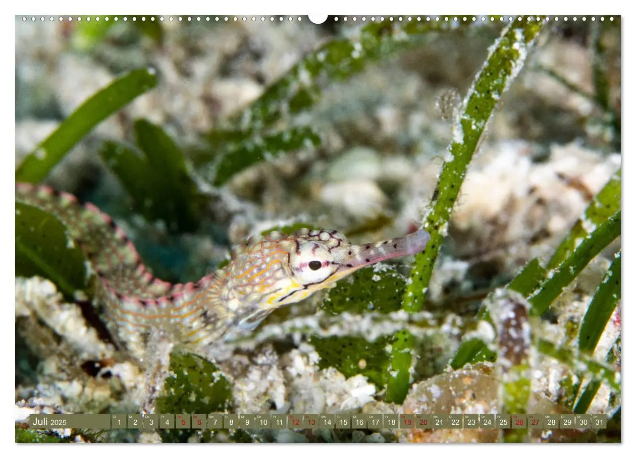 Bild: 9783435409525 | Tauchen, Fische und Meer (Wandkalender 2025 DIN A2 quer), CALVENDO...