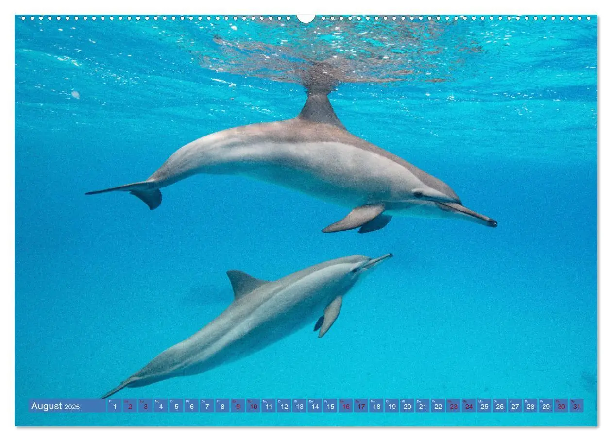 Bild: 9783435409525 | Tauchen, Fische und Meer (Wandkalender 2025 DIN A2 quer), CALVENDO...