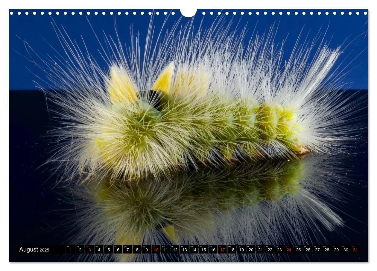 Bild: 9783435649525 | Raupen - Skurrile Verwandlungskünstler (Wandkalender 2025 DIN A3...