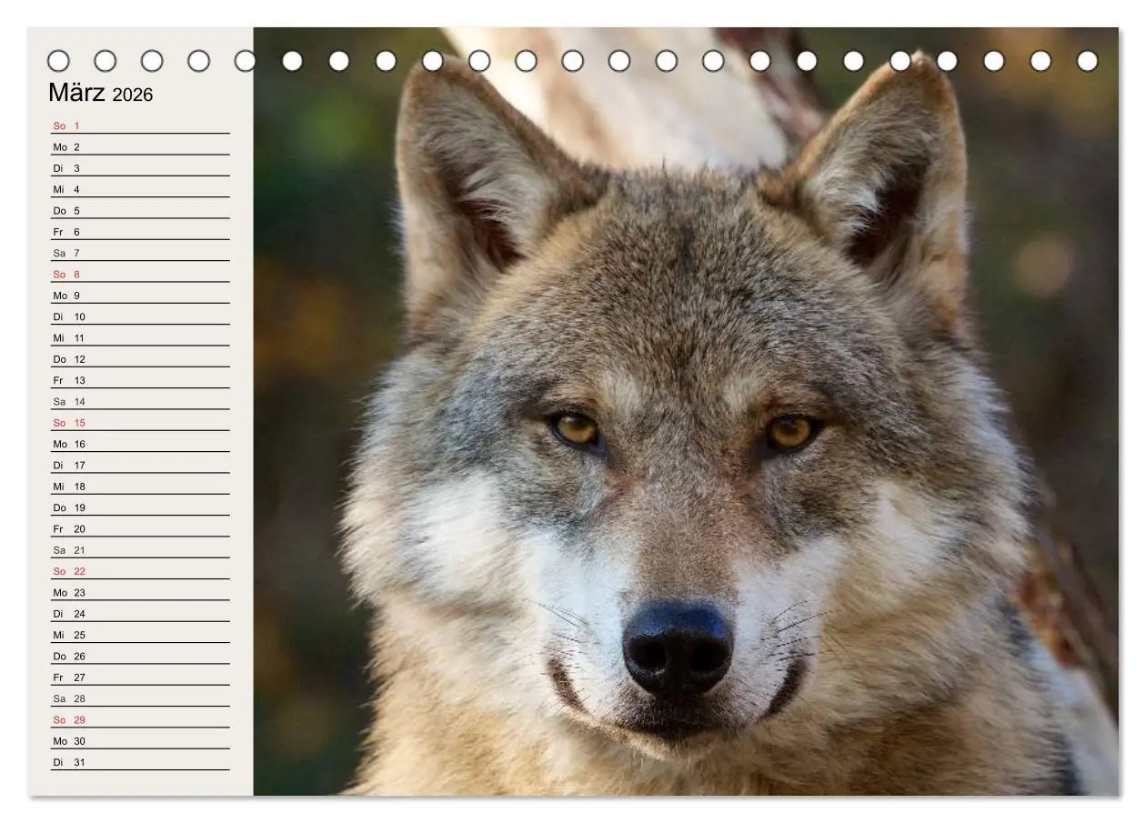 Bild: 9783457969625 | Wölfe. Verwegene Anmut (Tischkalender 2026 DIN A5 quer), CALVENDO...