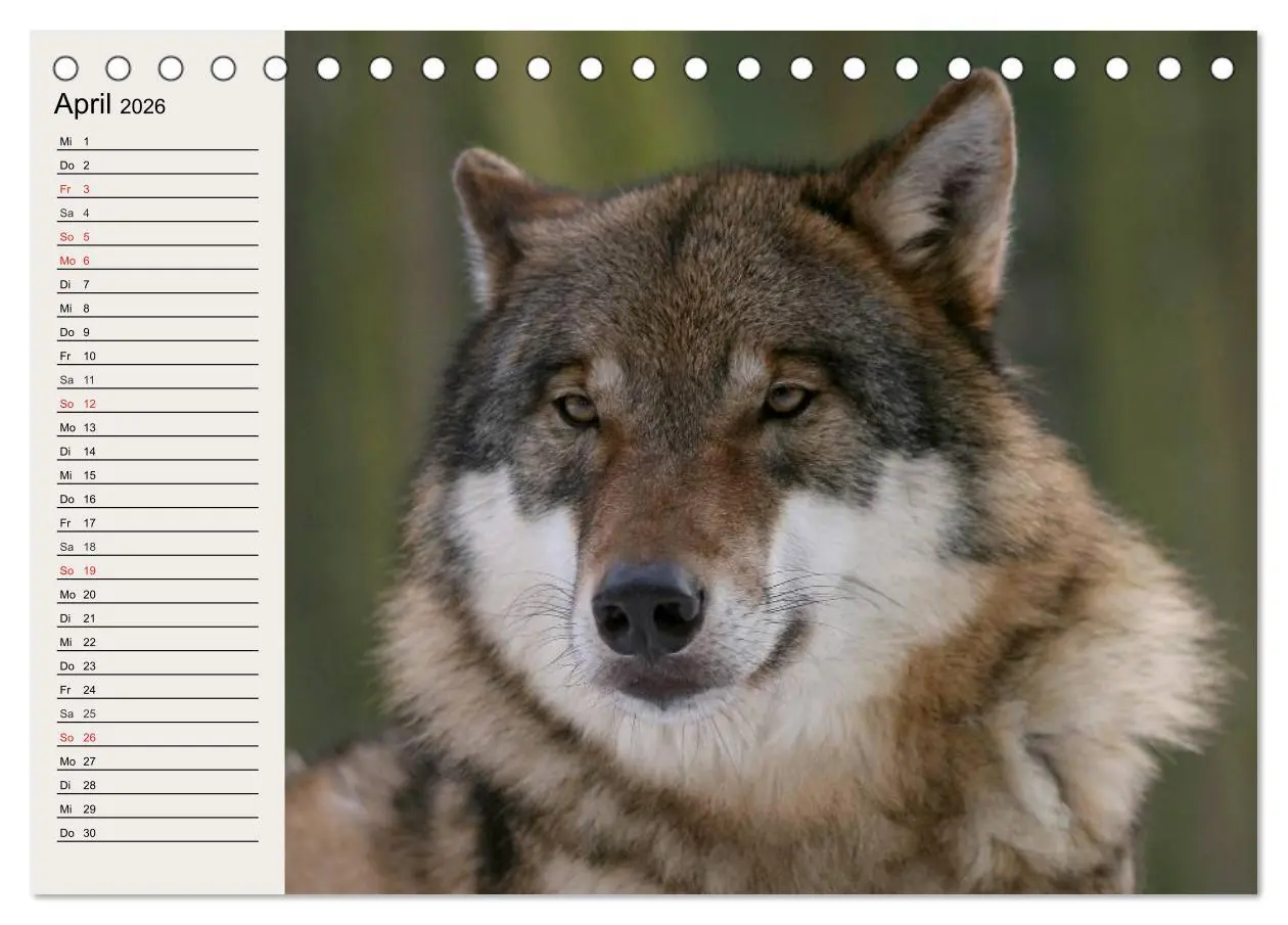 Bild: 9783457969625 | Wölfe. Verwegene Anmut (Tischkalender 2026 DIN A5 quer), CALVENDO...